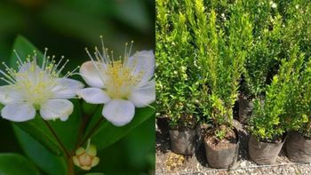 La planta perfumada que crece bien en maceta y requiere pocos cuidados La planta perfumada que crece bien en maceta y requiere pocos cuidados
