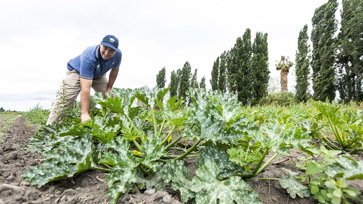 Mauro Gili sufrió una reacción alérgica a los 27 años debido a su contacto con agroquímicos. En pandemia decidió producir alimentos orgánicos y junto a Roberto Jorge fundaron Huerta Roma en Los Corralitos. Mauro Gili sufrió una reacción alérgica a los 27 años debido a su contacto con agroquímicos. En pandemia decidió producir alimentos orgánicos y junto a Roberto Jorge fundaron Huerta Roma en Los Corralitos.