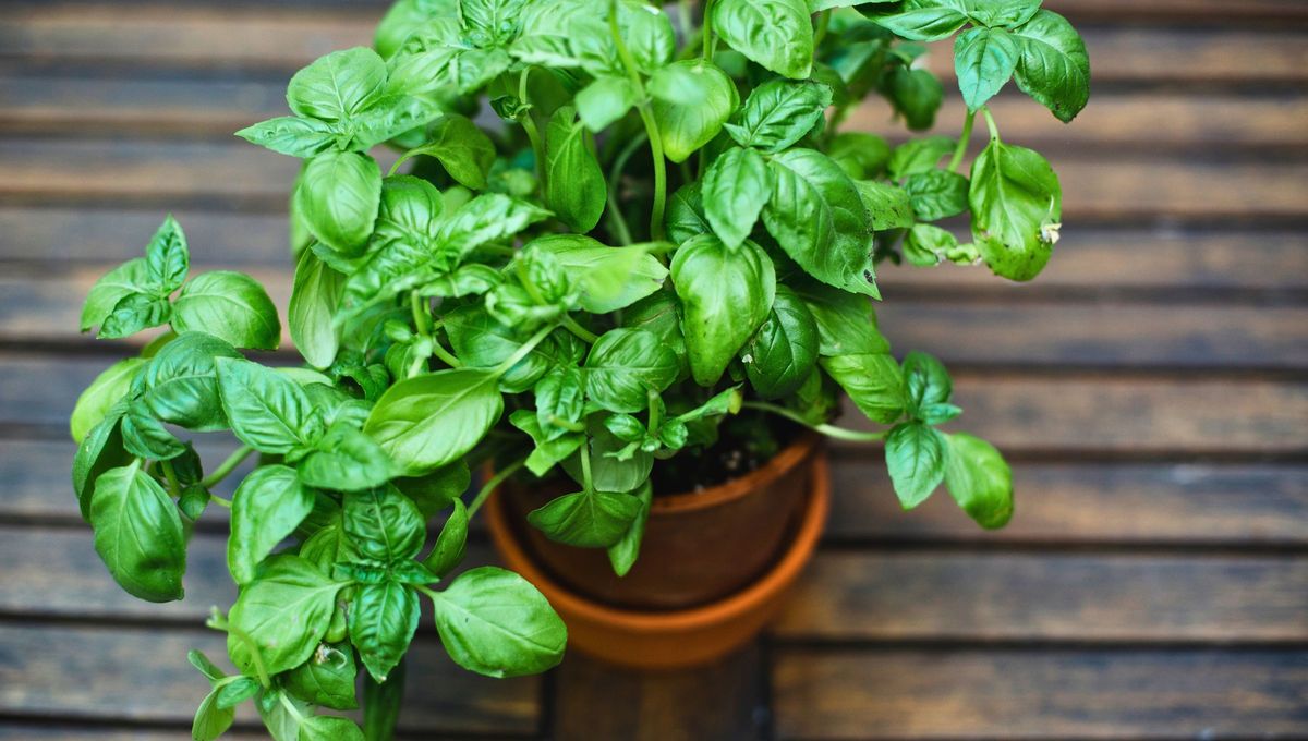 La albahaca es una planta con miles de beneficios, sin embargo, debe evitarse el consumo en niños menores de dos años, ancianos y personas con enfermedades hepáticas La albahaca es una planta con miles de beneficios, sin embargo, debe evitarse el consumo en niños menores de dos años, ancianos y personas con enfermedades hepáticas