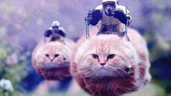 Twitter se llenó de gatos en Bélgica