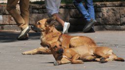 Multarán en Capital a quien maltrate a su mascota o la abandone