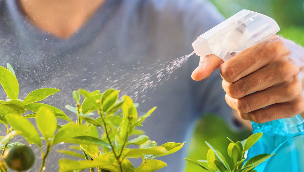 Puedes colocar la mezcla de vinagre y canela en un recipiente pulverizador para rociar las hojas de las plantas. Puedes colocar la mezcla de vinagre y canela en un recipiente pulverizador para rociar las hojas de las plantas.