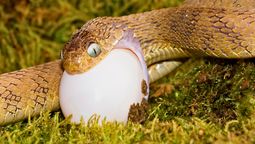 Viscosas, resbaladizas y altamente peligrosas, esta es una de las especies animales más mortíferas del mundo. Foto Anipedia