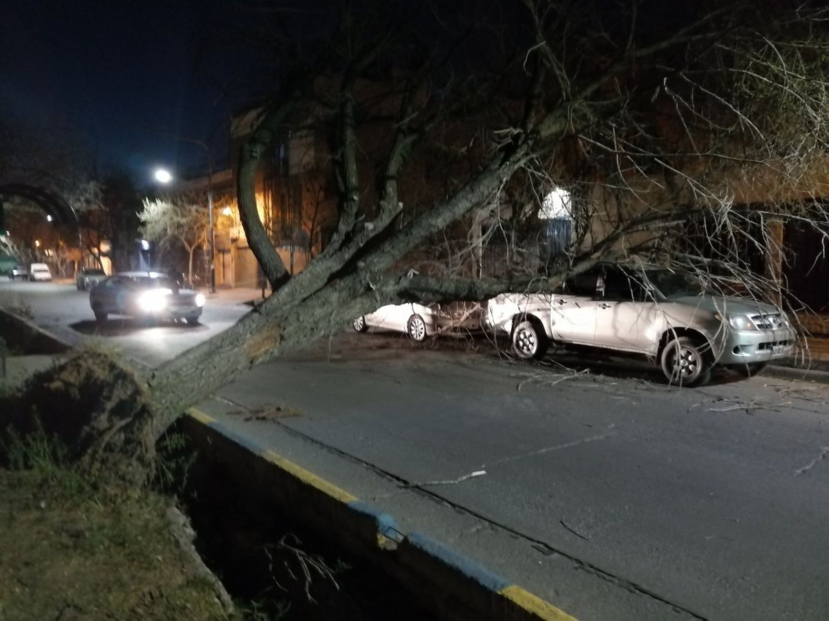 Un &aacute;rbol cay&oacute; sobre dos autos a causa del viento Zonda en Mendoza