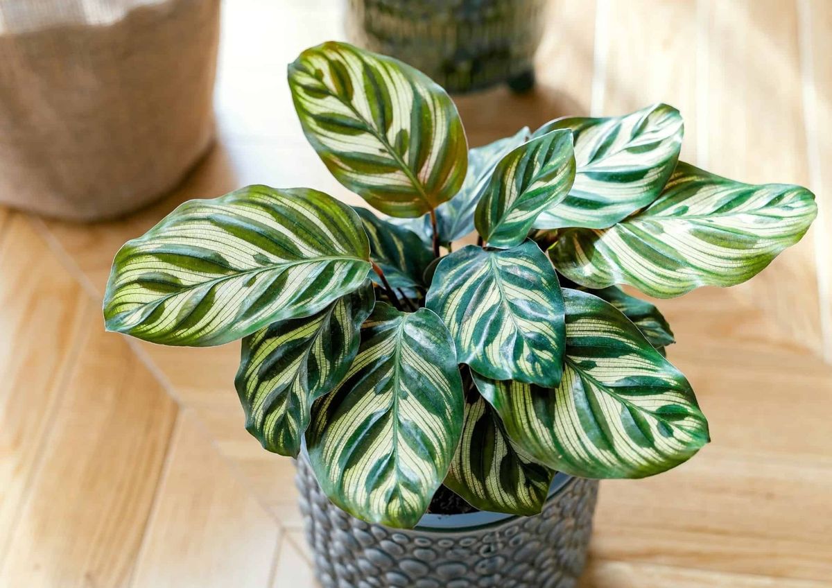 La planta más hermosa de todas