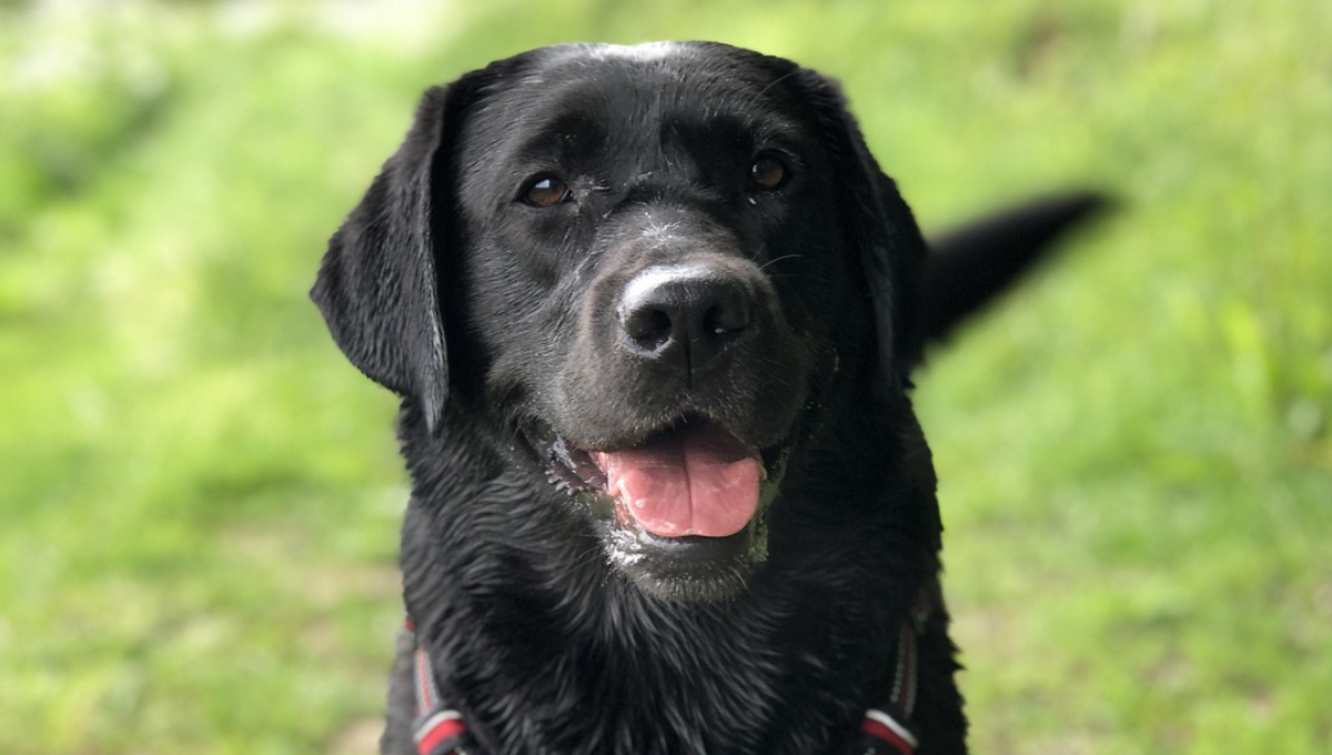 Por qué mi perro mueve la cola: el significado según la ciencia veterinaria