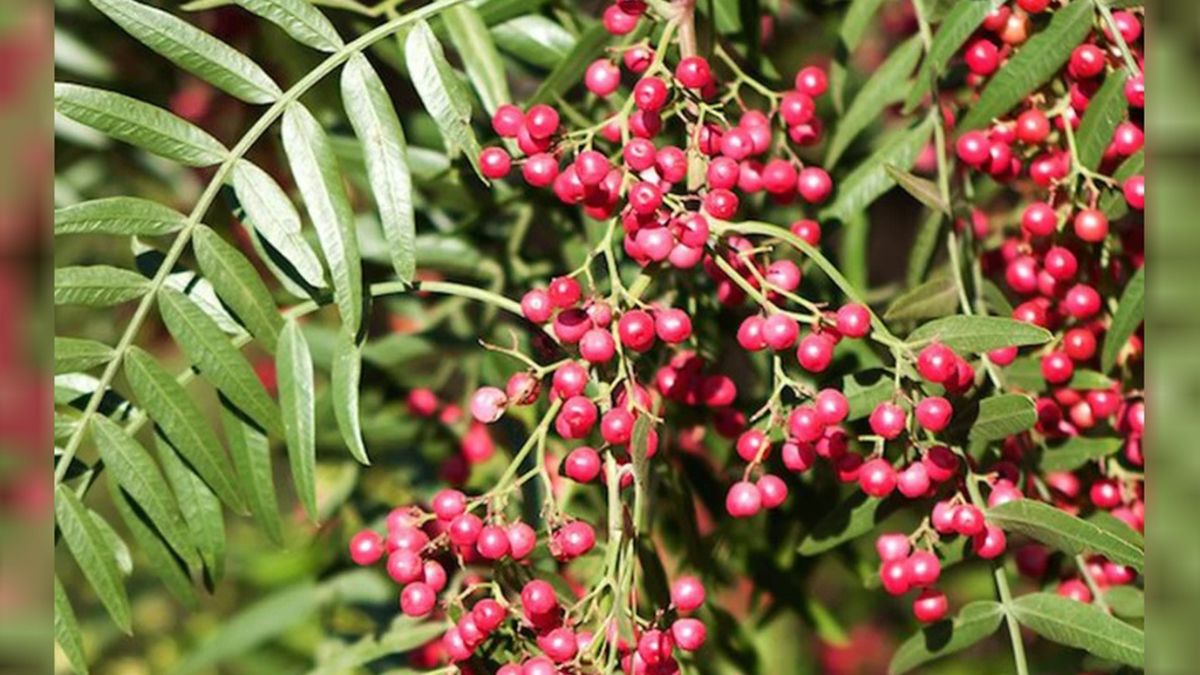 El Aguaribay se encuentra en las plazas y en espacios verdes, que ayuda a espantar los mosquitos y previene el Dengue El Aguaribay se encuentra en las plazas y en espacios verdes, que ayuda a espantar los mosquitos y previene el Dengue