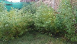 Secuestraron 69 plantas de marihuana que estaban en el patio de una casa