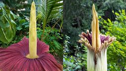 La planta más extraña, olorsa y grande del mundo&nbsp;