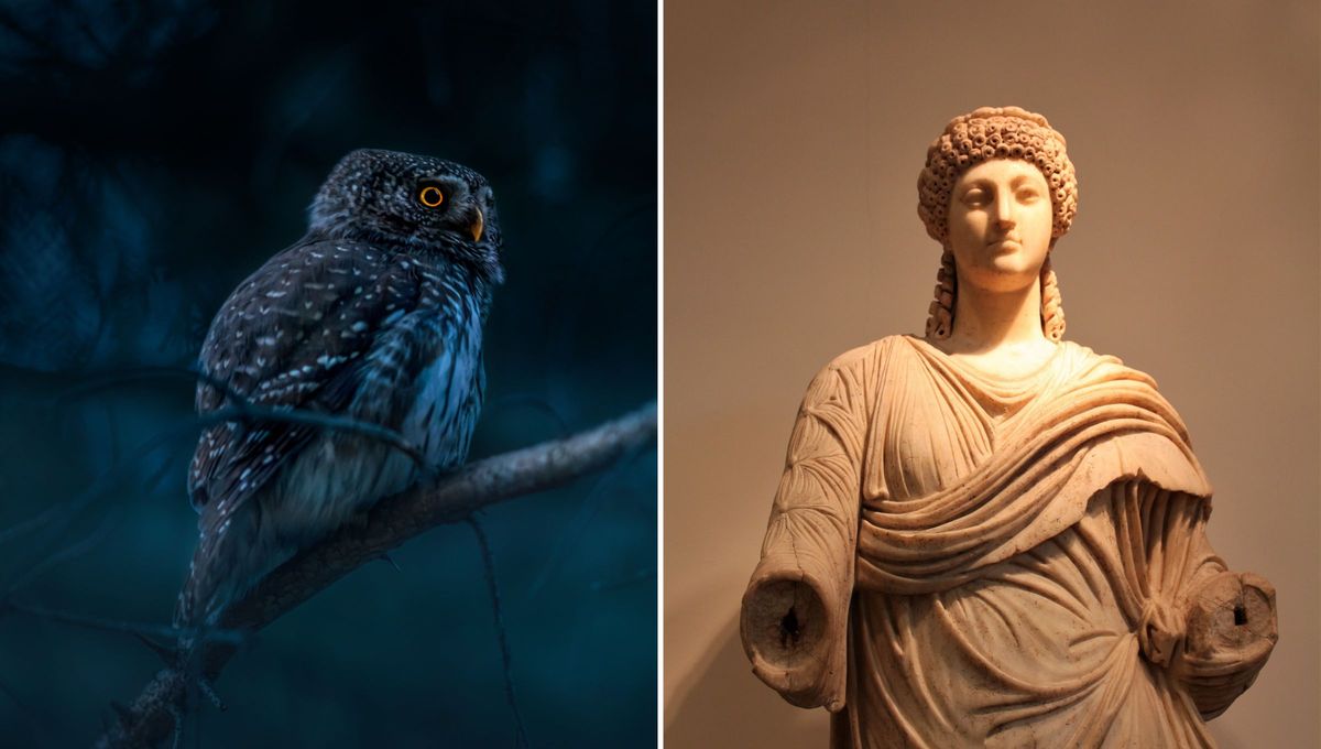 El mochuelo europeo o búho se asocia con la diosa griega Atenea. Foto Canva El mochuelo europeo o búho se asocia con la diosa griega Atenea. Foto Canva