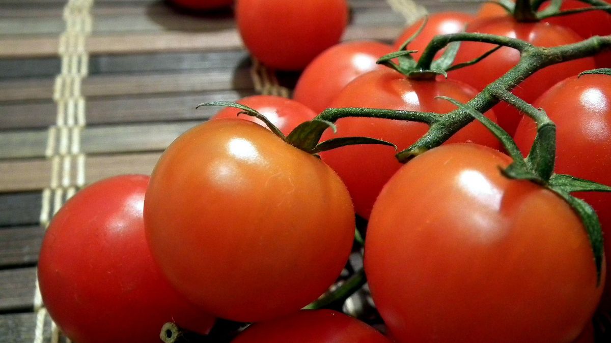 Tomate redondo. Tomate redondo.