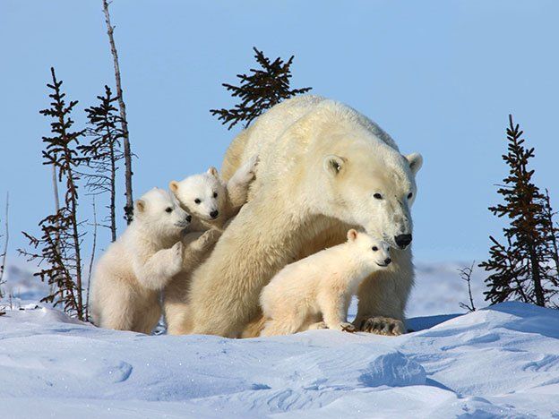 Los osos se van en busca de más hielo