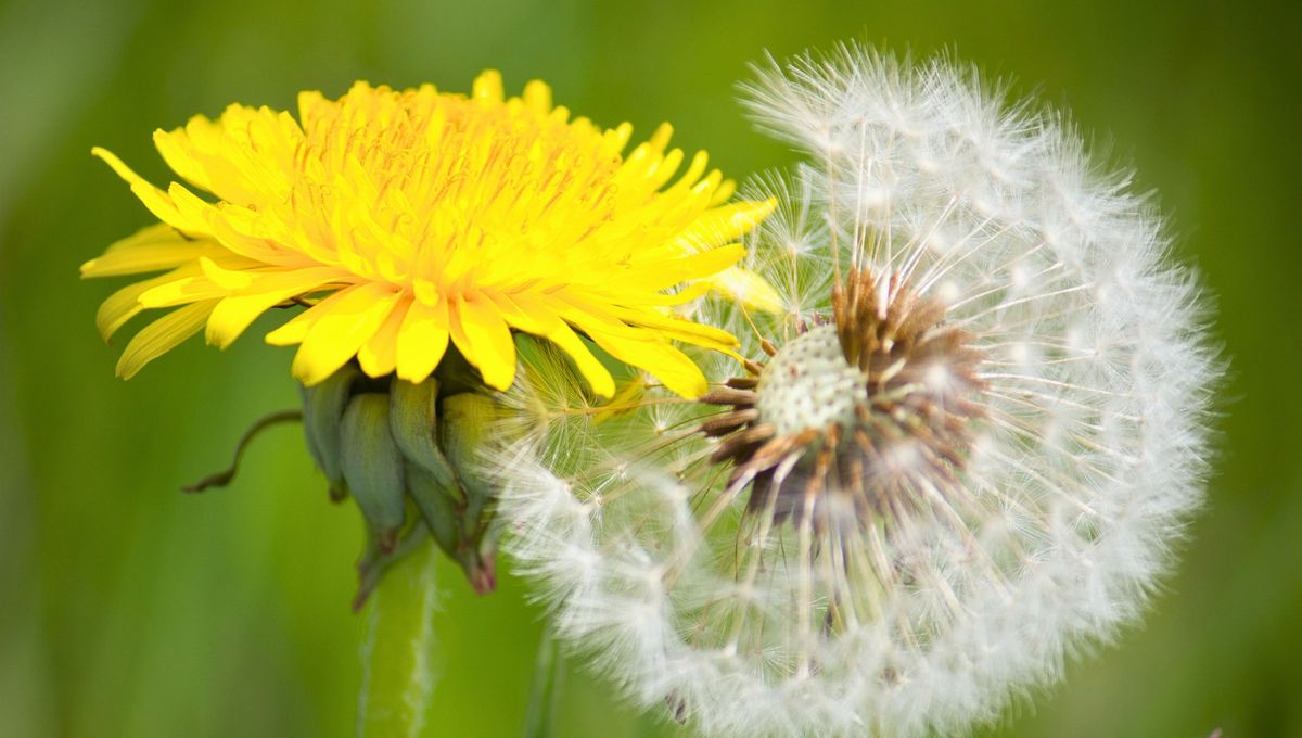 Aunque muchas personas lo consideran una simple maleza, el diente de león (Taraxacum officinale) es en realidad una de las plantas más poderosas y beneficiosas Aunque muchas personas lo consideran una simple maleza, el diente de león (Taraxacum officinale) es en realidad una de las plantas más poderosas y beneficiosas