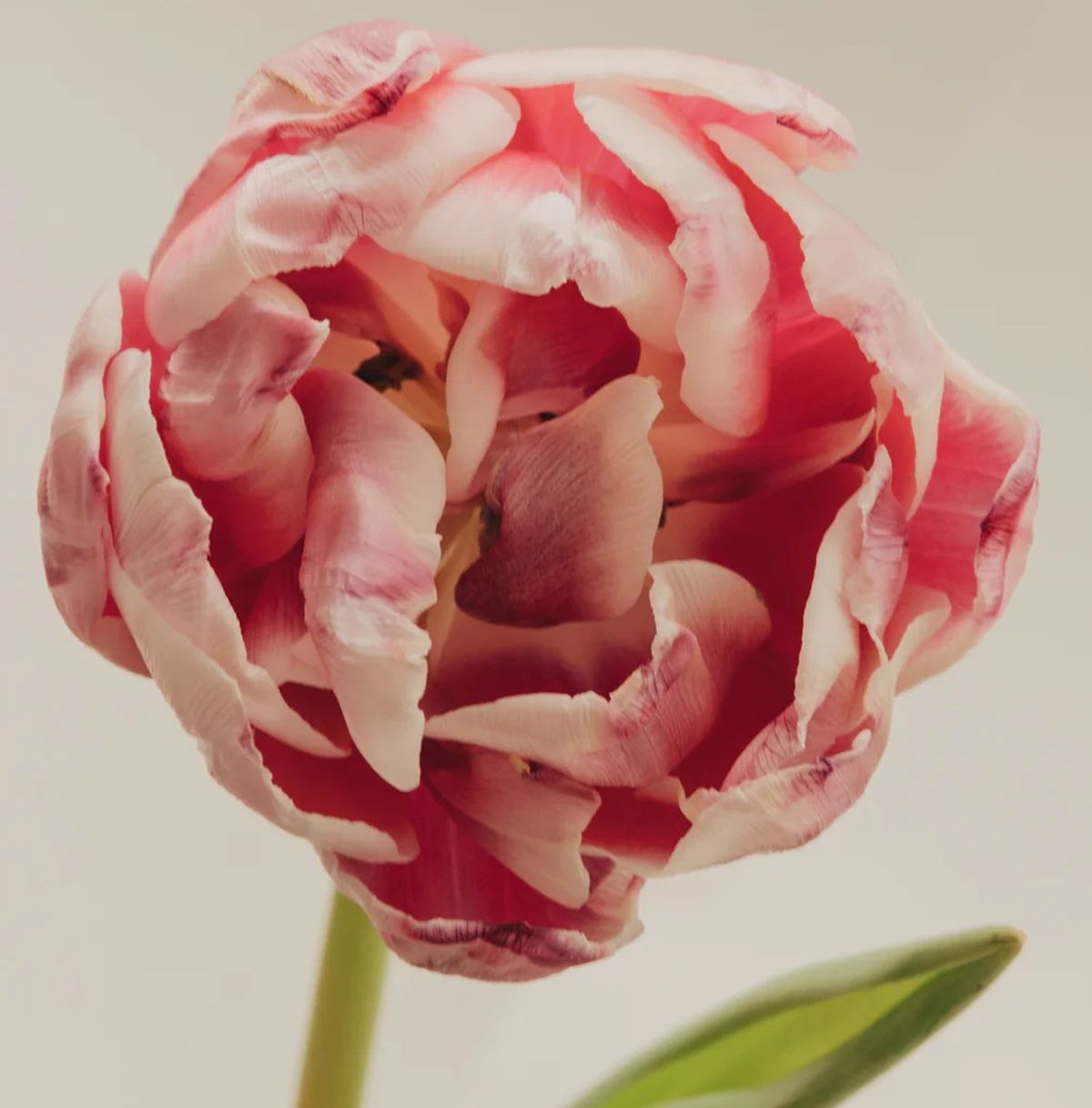 Si quieres tener flores hermosas en tu jardín, cultiva esta planta. Imagen: Alblanc Atelier