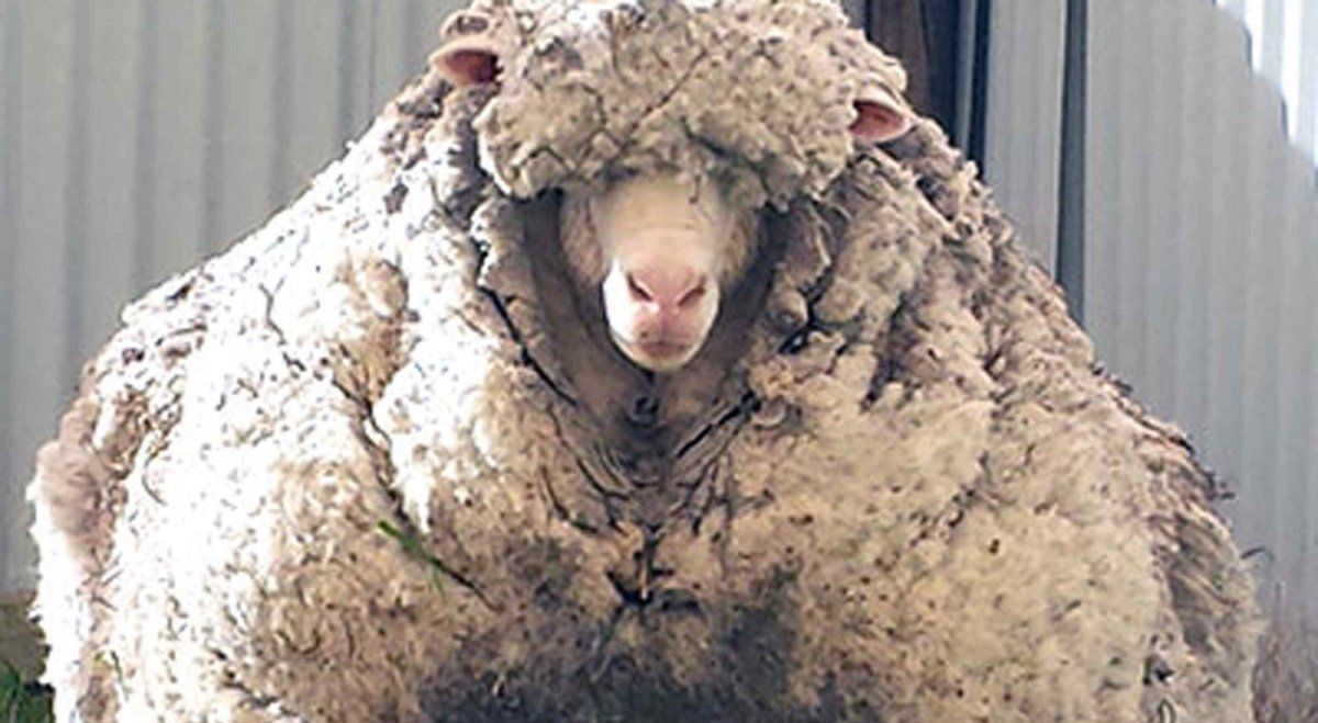 La reina de la lana. Una oveja que estuvo 5 años sin ser esquilada y le sacaron 34 kg de lana.