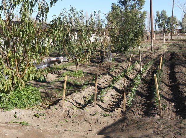 Comenzó el concurso Vamos a sembrar para escuelas agrícolas