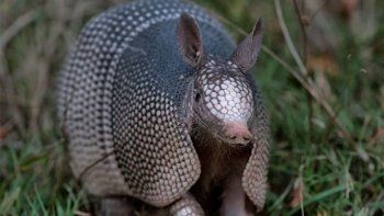 Más de la mitad de los armadillos en la Amazonía tiene lepra