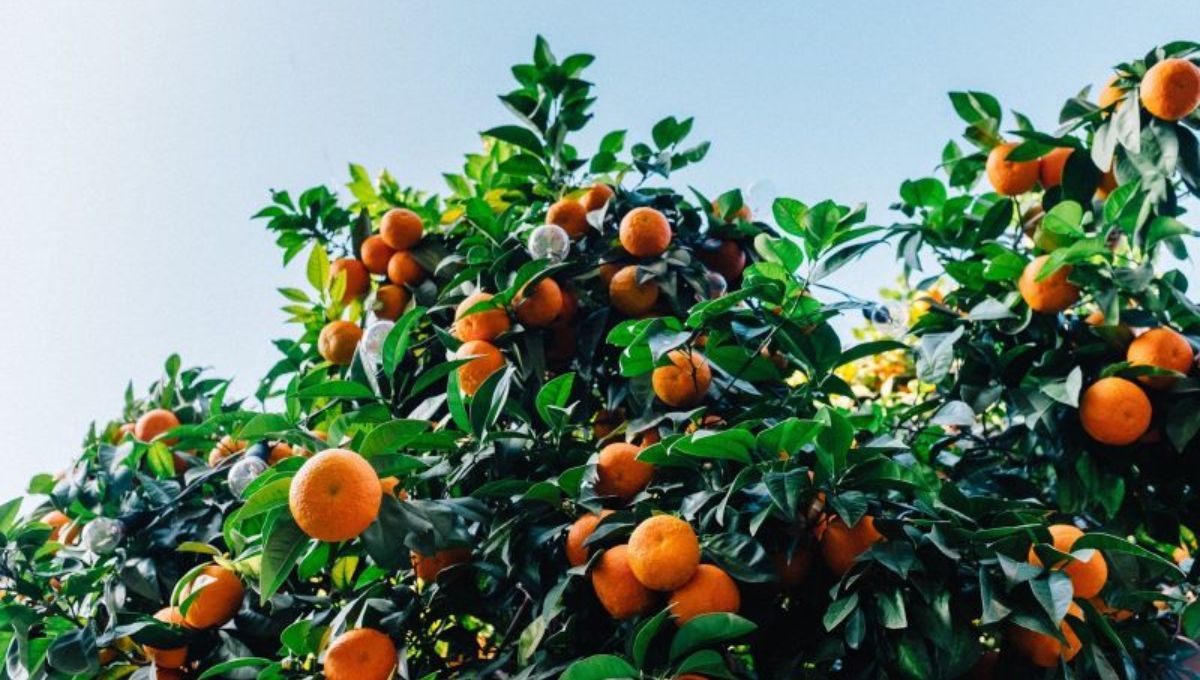 ¿Cómo se llama el árbol de mandarina? Pocas personas saben su nombre y todos se sorprenden al conocerlo