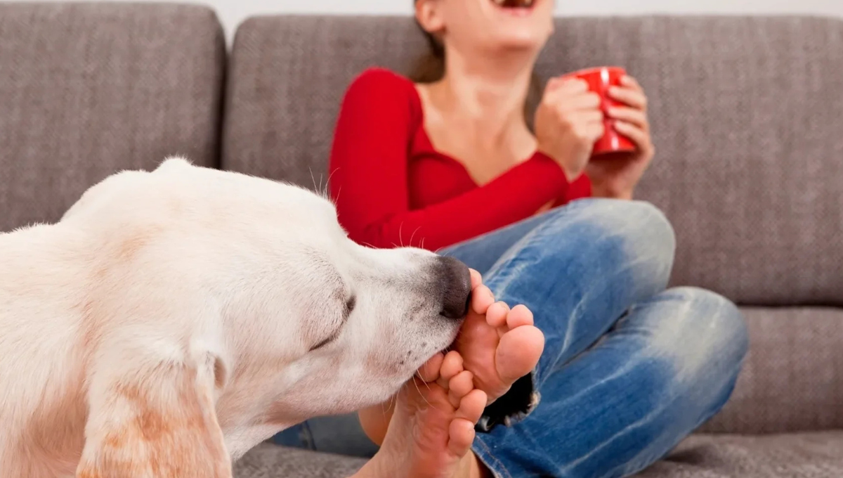 Qué significa para la ciencia veterinaria que el perro lama mis pies