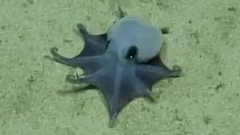 Azul y adorable: descubren una nueva especie de pulpo pequeño en las Galápagos