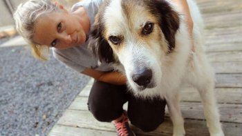 Un perro se reúne con su dueña tras viaje de 1.700 kms