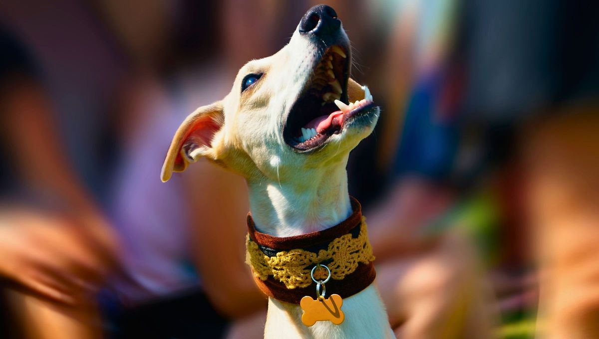 Las razones de este comportamiento son muchas y tienen mucho que ver con la vida del animal Las razones de este comportamiento son muchas y tienen mucho que ver con la vida del animal