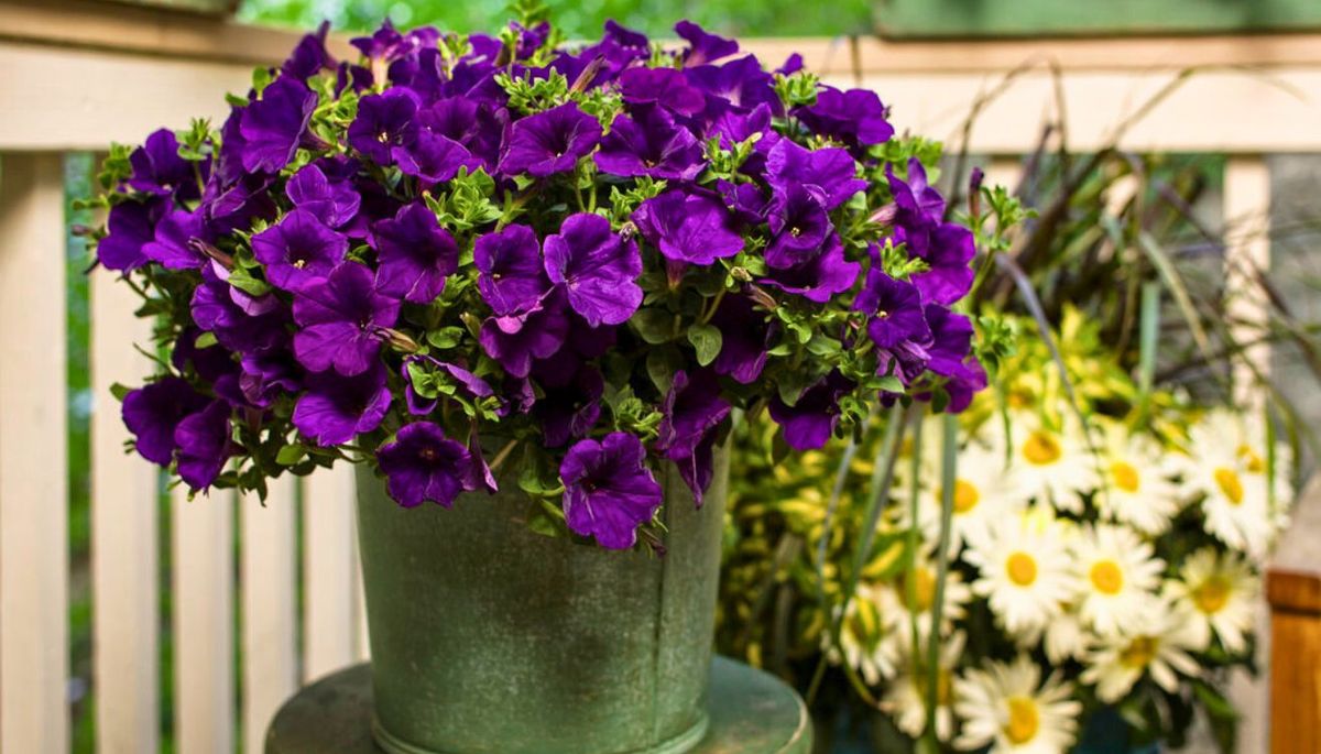 Cultiva tus petunias en maceta. Imagen: Pexels
