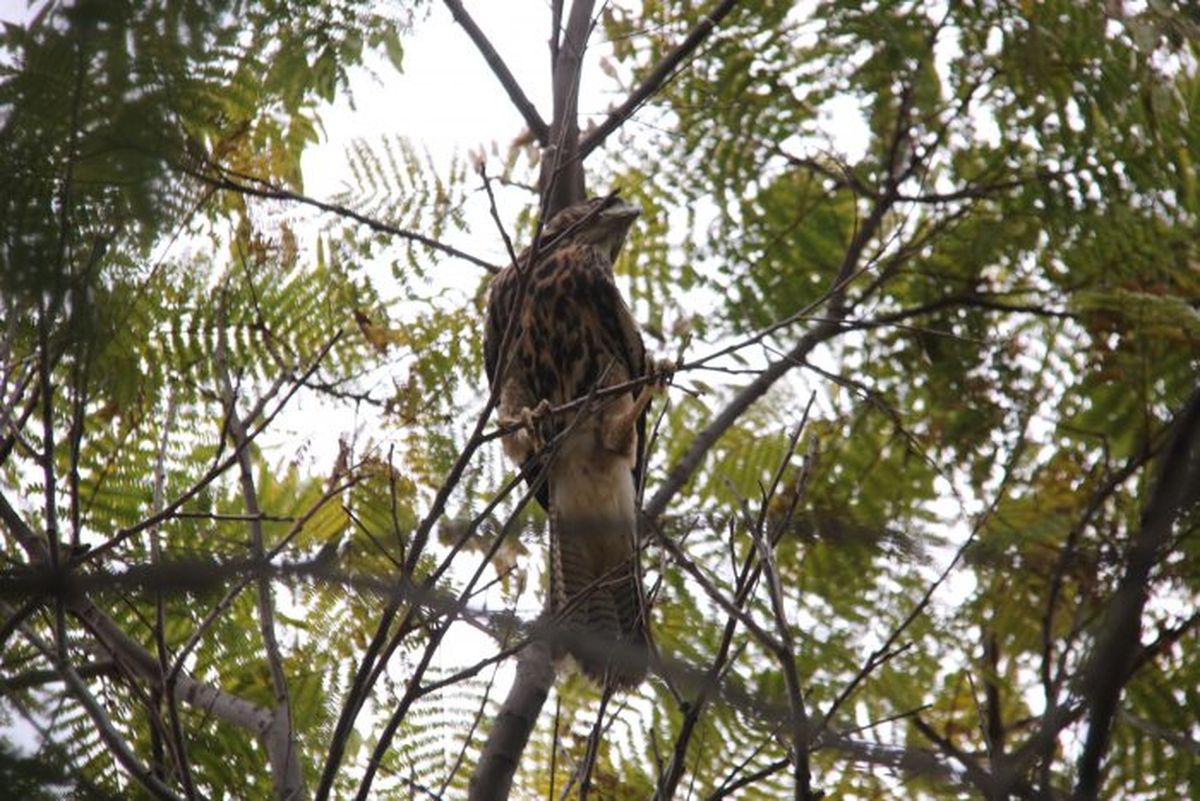 Este tipo de aves anidan en árboles de gran altura como pinos, eucaliptus o palmeras. Este tipo de aves anidan en árboles de gran altura como pinos, eucaliptus o palmeras.
