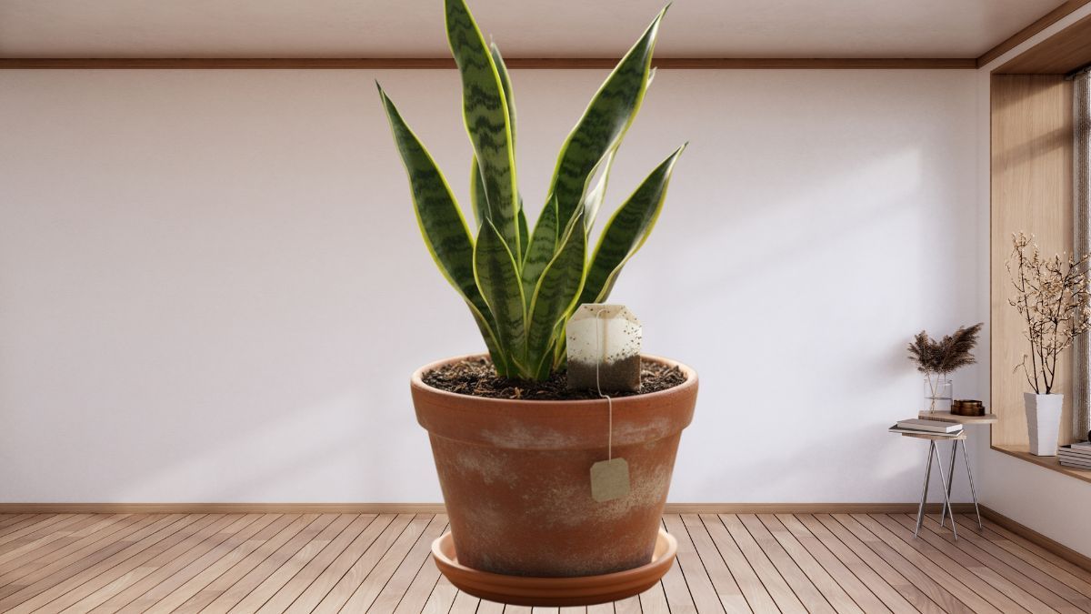 Pocos lo saben: por qué debes colocar saquitos de té en el sustrato de la sansevieria o lengua de suegra