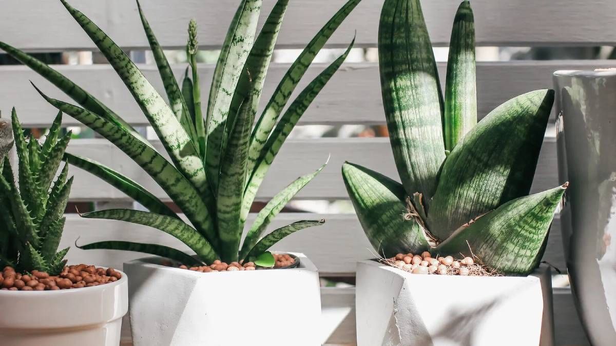 Protege tus espacios con estas plantas Protege tus espacios con estas plantas