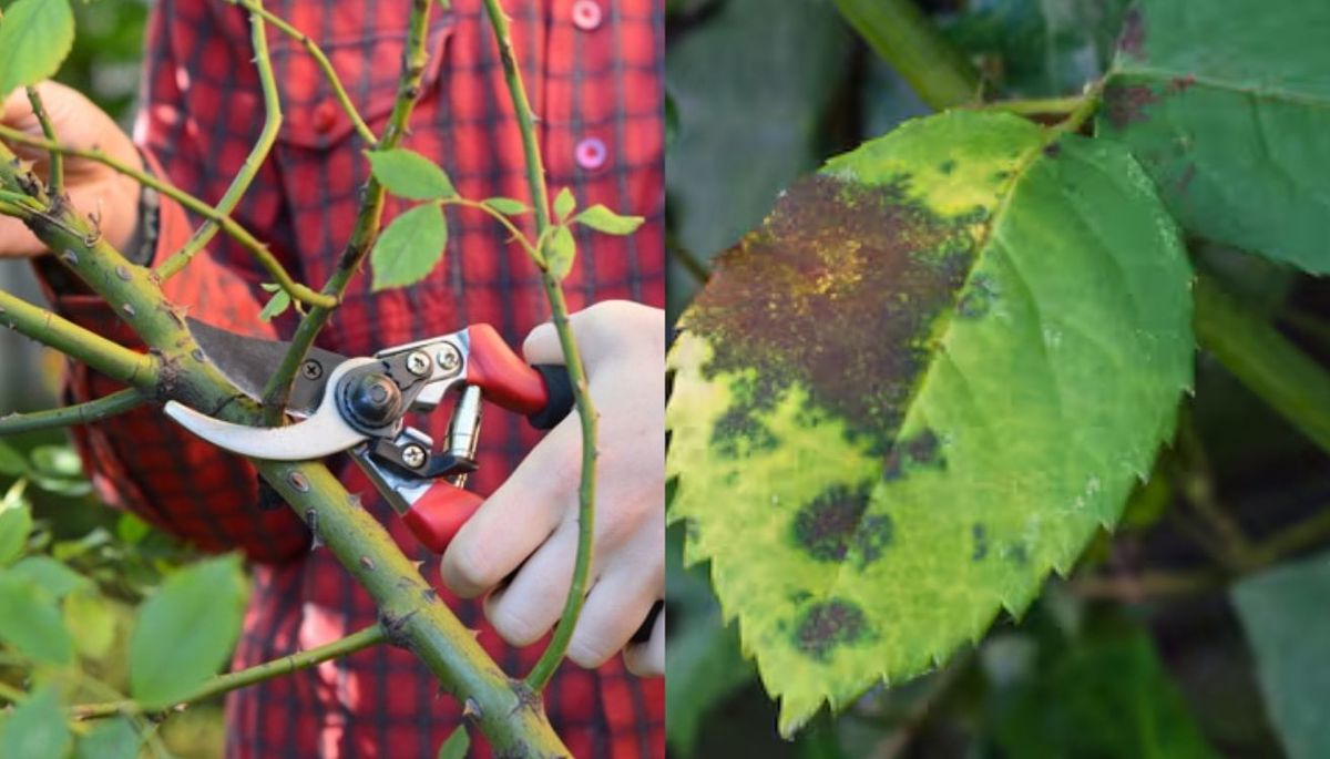 Si aparecen manchas negras en las hojas de la planta, se trata de una enfermedad fúngica común en rosales. Si aparecen manchas negras en las hojas de la planta, se trata de una enfermedad fúngica común en rosales.