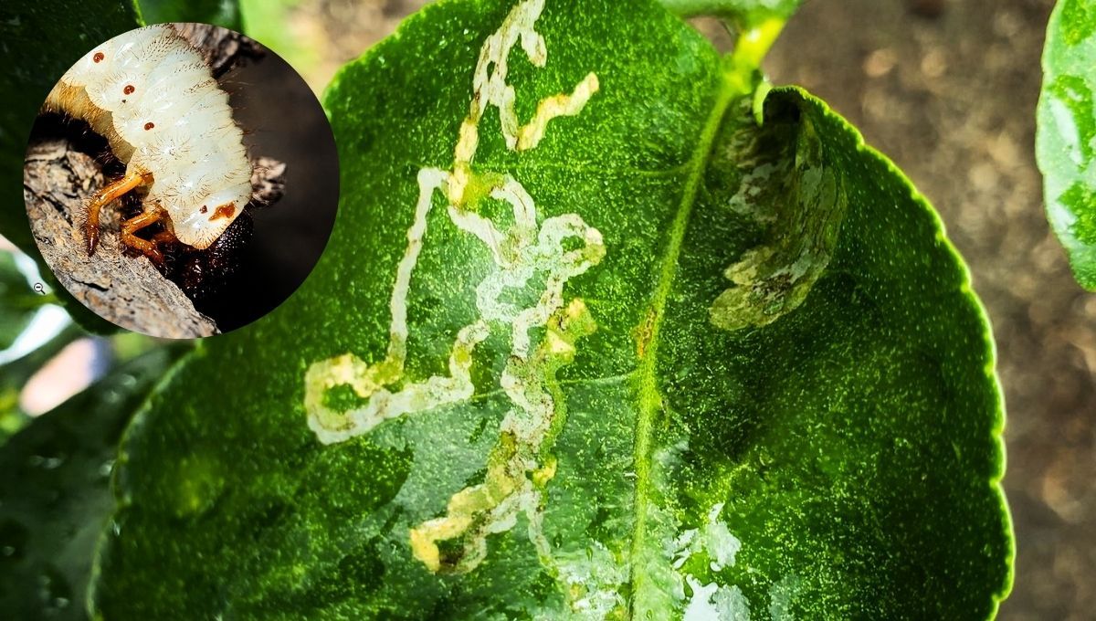 El gusano minador puede destruir tu limonero en cuestión de poco tiempo