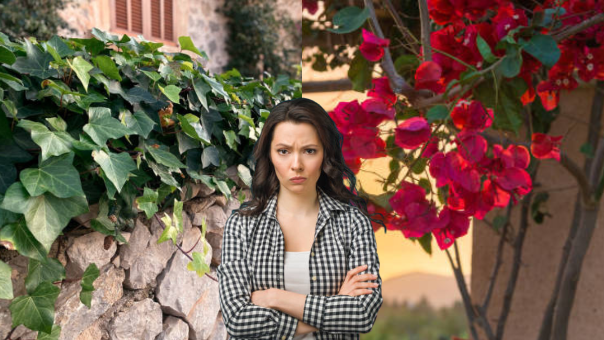 Esta planta trepadora llega para destronar a la hiedra y a la bugambilia.