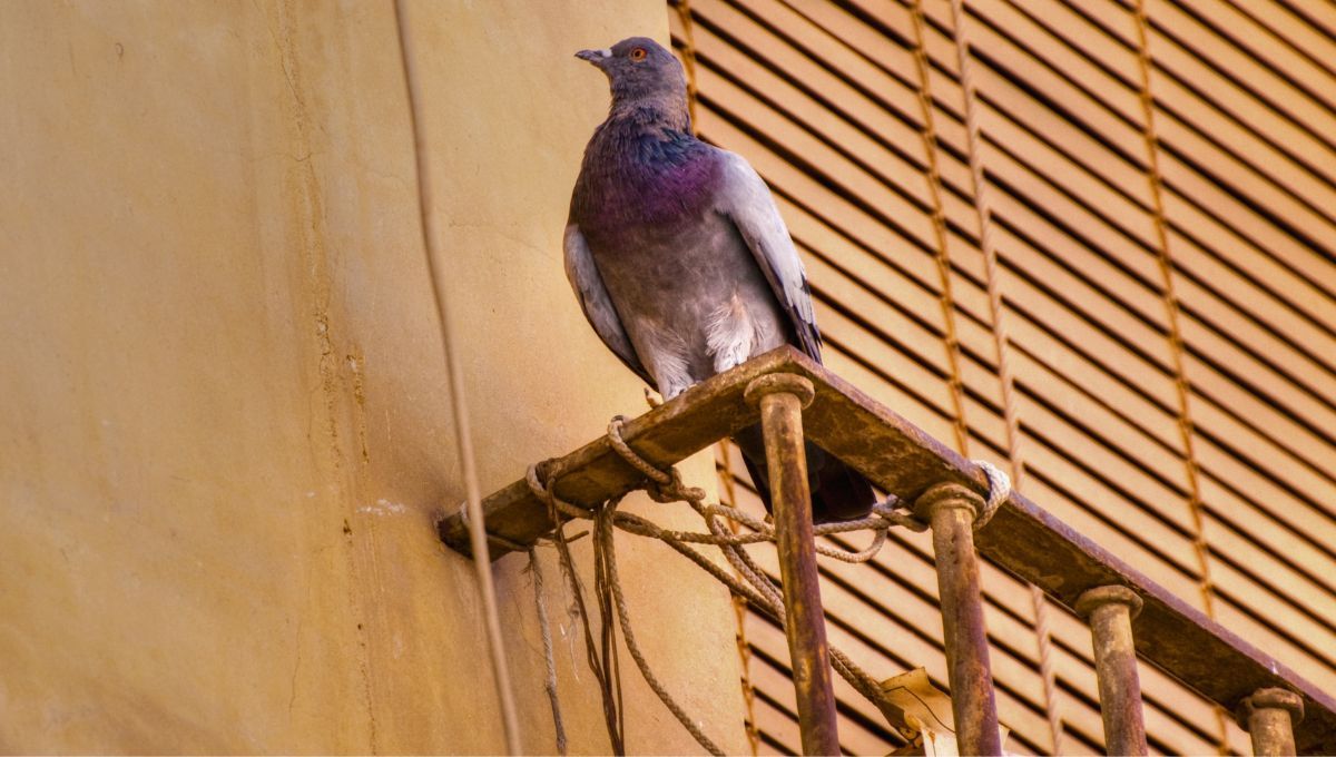 Si alguna vez has tenido palomas anidando fuera de la ventana de tu apartamento, conocer&aacute;s el particular arrullo o sonido que emiten.