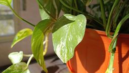 ¿Por qué mi planta está decaída?