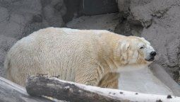 Murió el oso Arturo