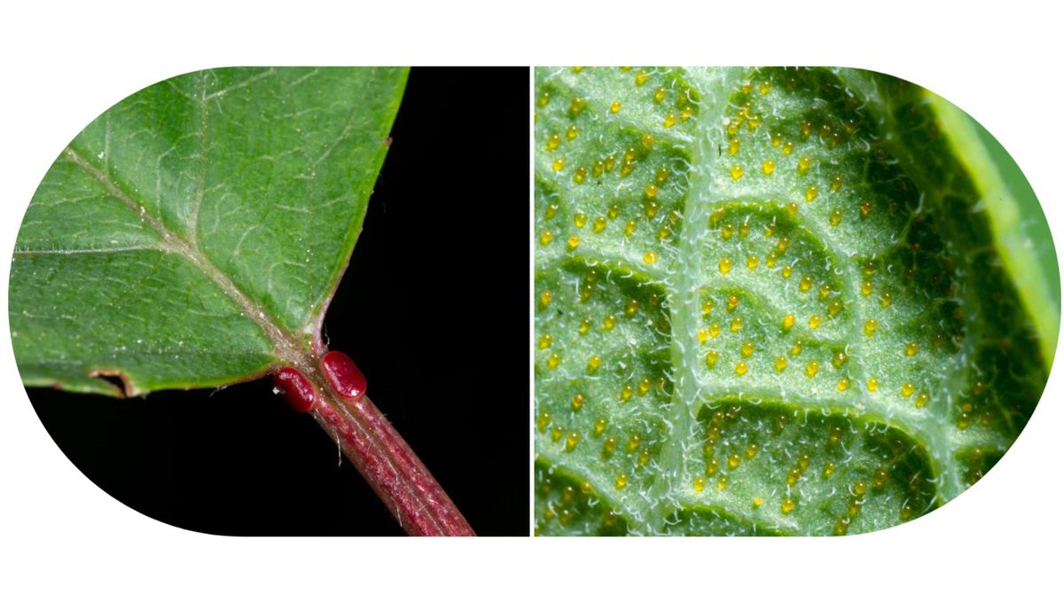 Uno de los problemas más comunes con el naranjo es que sus hojas tengan un aspecto pegoteado. Uno de los problemas más comunes con el naranjo es que sus hojas tengan un aspecto pegoteado.