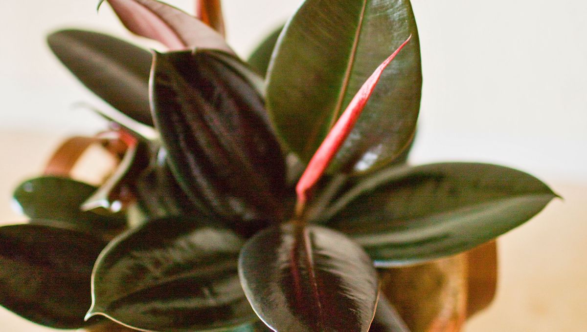 Las plantas de interior son una excelente opción para decorar los rincones del hogar Las plantas de interior son una excelente opción para decorar los rincones del hogar