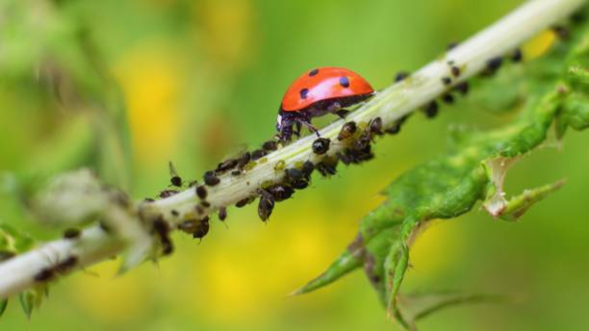 Olvídate de la plaga de pulgones con otro insecto.