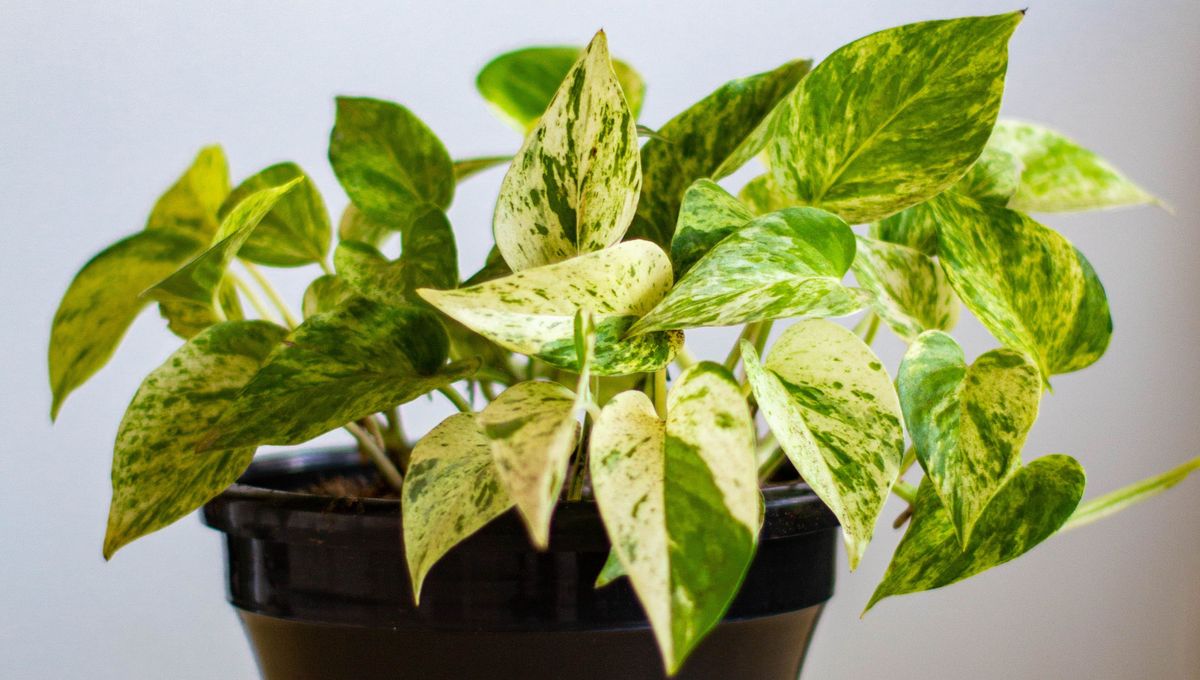 C&oacute;mo regar una planta de potus en primavera y verano.