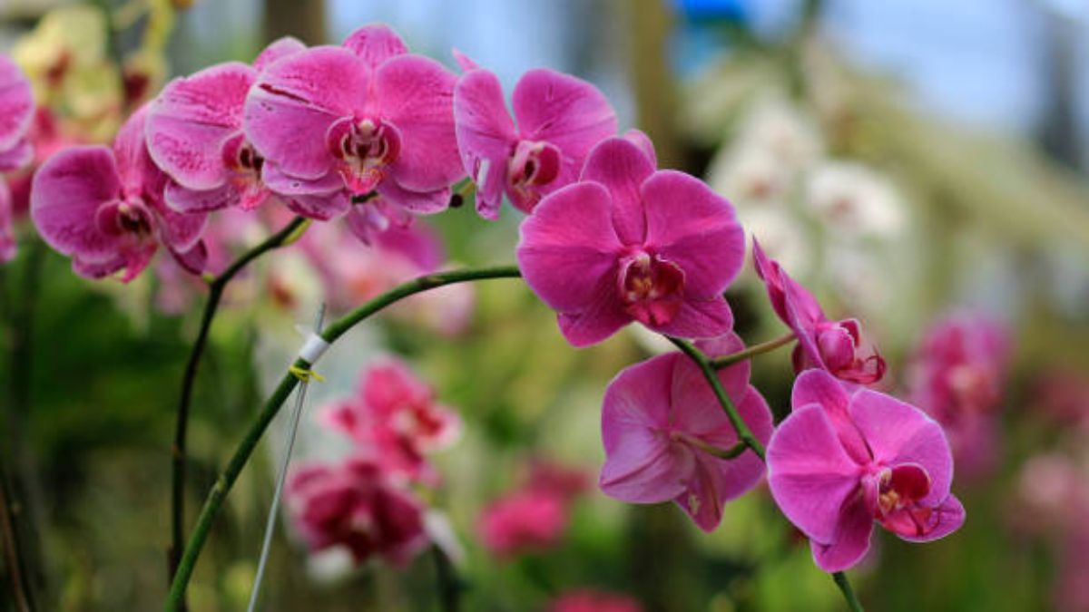 Así debes revivir tus orquídeas.