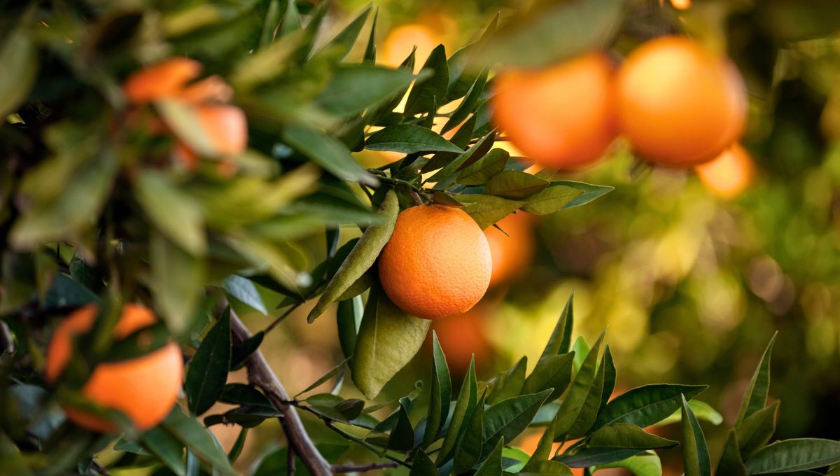 El árbol de naranja es una de las especies frutales más apreciadas en el mundo. El árbol de naranja es una de las especies frutales más apreciadas en el mundo.