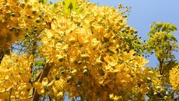 Este árbol tiene racimos de flores amarillas. Imagen: Freepik.