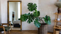 Plantas en tendencia: estos son los 10 ejemplares que no pueden faltar en el interior de tu hogar