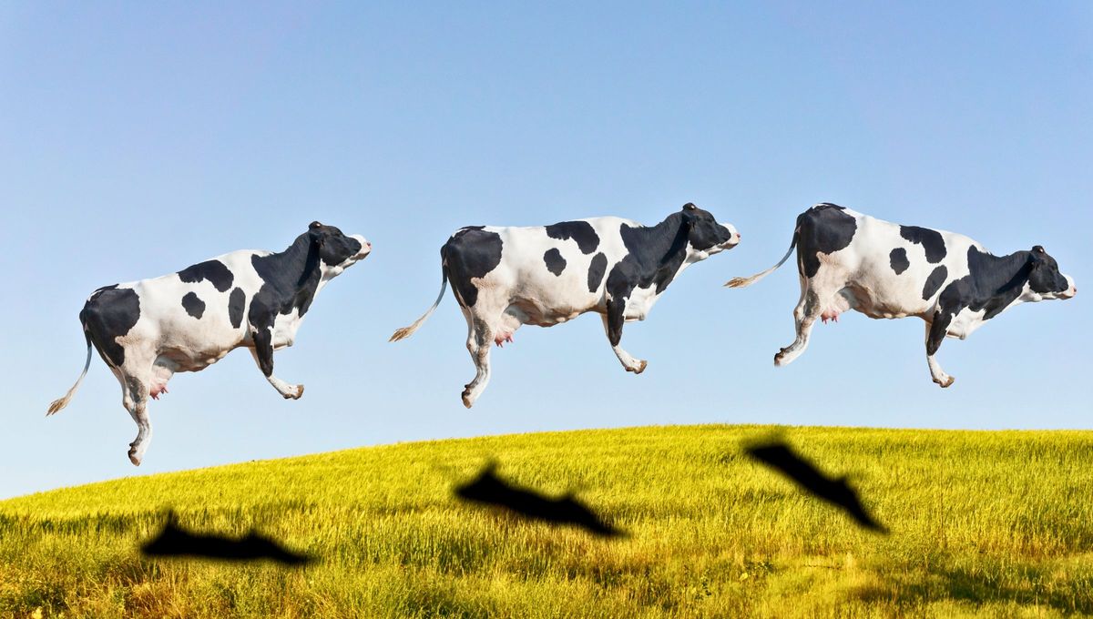 El único animal del mundo que vuela pero es un mamífero: ¿Cuál es y qué características tiene?