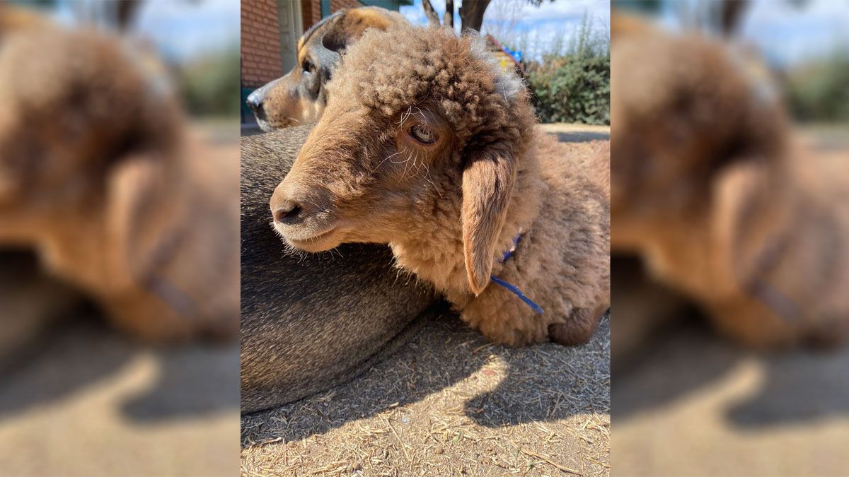 Chijido es una cordera de 6 meses que fue adoptada como mascota por una familia de Las Compuertas, en Luján. Chijido es una cordera de 6 meses que fue adoptada como mascota por una familia de Las Compuertas, en Luján.