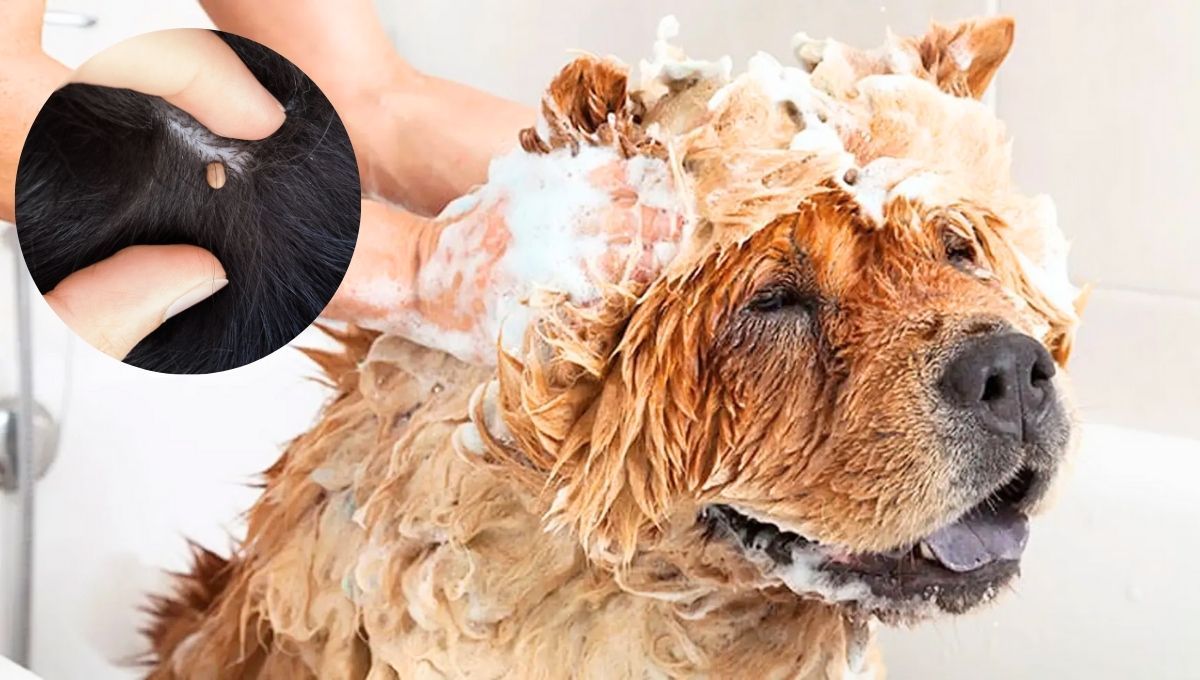 El baño regular es una gran opción para proteger a tu mascota 