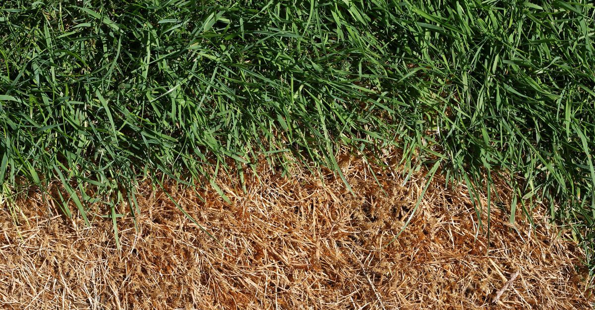 El producto natural que es ideal para evitar que el césped se queme en verano, según expertos El producto natural que es ideal para evitar que el césped se queme en verano, según expertos