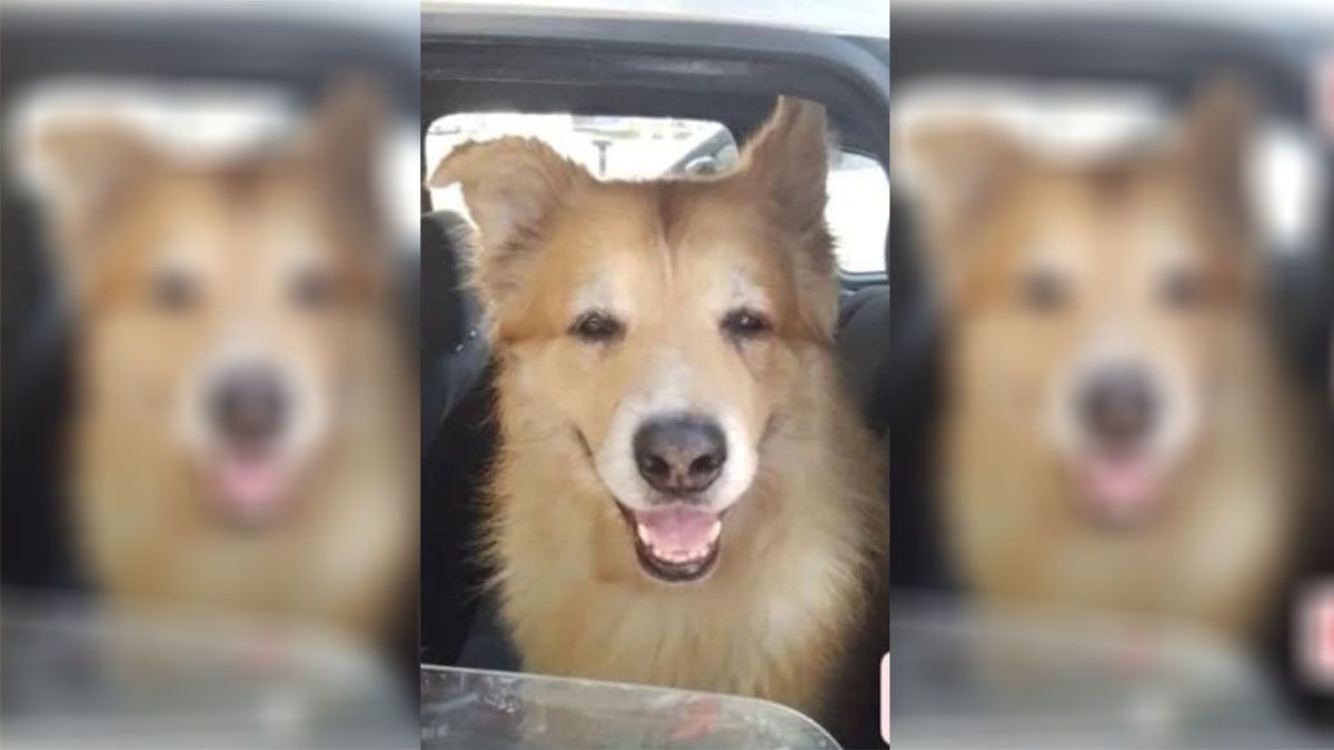 Armando del Canto y Delia recuperaron a su amigo incondicional Duke, luego que delincuentes se lo llevaran en el auto que les robaron en Capital.