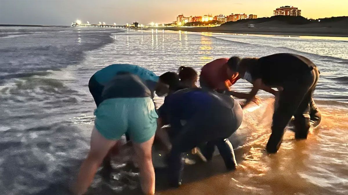 Encontraron un extraño animal y muy poco habitual en la costa argentina